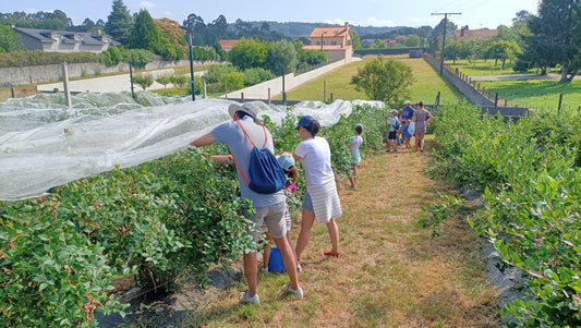 Visitando la plantación de arándanos